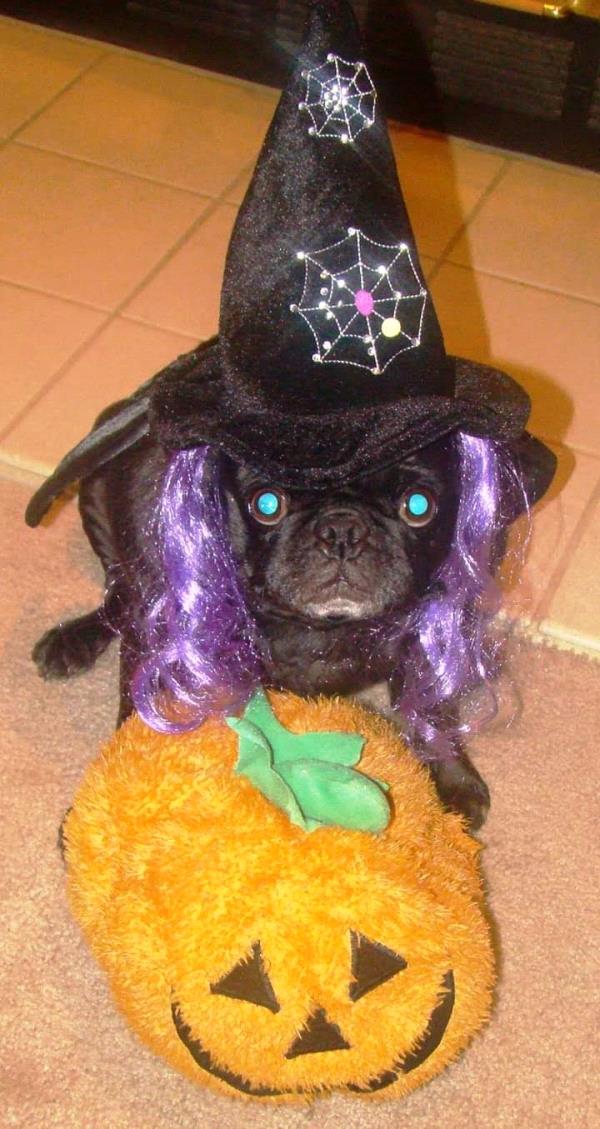 /images/uploads/pug nation rescue of los angeles/pugnation2021/entries/15135thumb.jpg